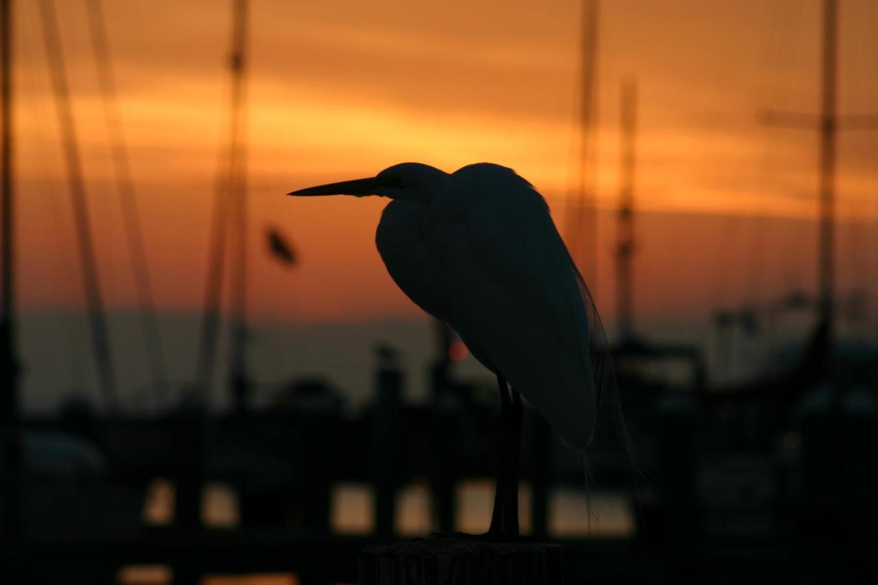 Whooping Crane Manor B & B Rockport Buitenkant foto